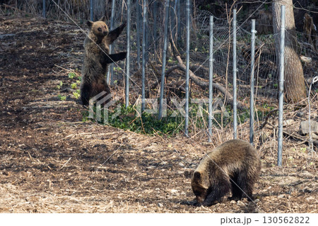 野生のヒグマと農業被害の現場 130562822