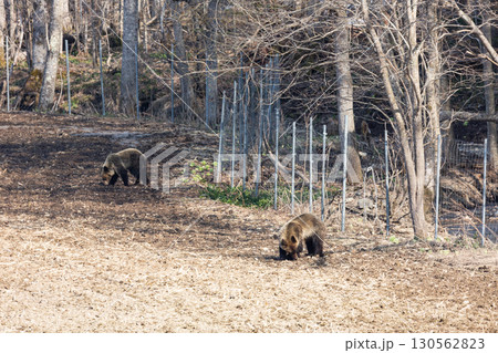 野生のヒグマと農業被害の現場 野生のヒグマと農業被害の現場 130562823