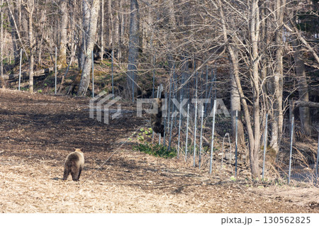 野生のヒグマと農業被害の現場 130562825