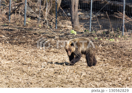 野生のヒグマと農業被害の現場 130562829