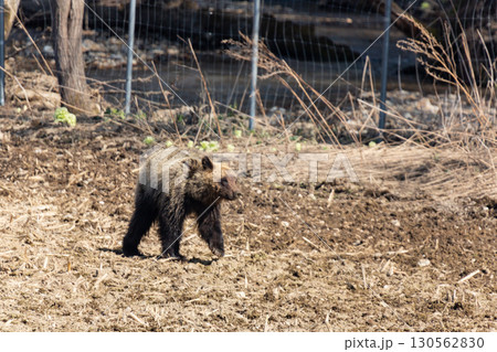 野生のヒグマと農業被害の現場 130562830