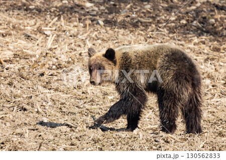野生のヒグマと農業被害の現場 130562833