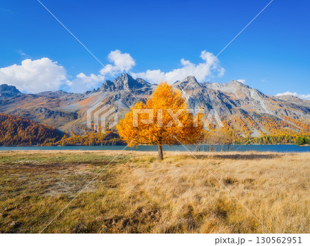Autumn landscape. Day time in the mountains. Yellow larch trees. 130562951