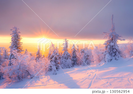 Trees covered with snow. Sun rays through the trees. Lapland, Finland.  130562954