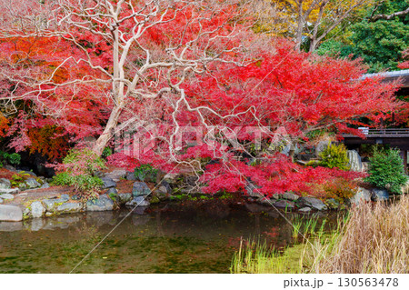 京都　渉成園　印月池と丹楓渓 130563478