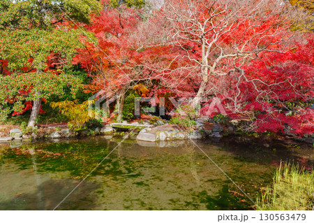 京都　渉成園　印月池と丹楓渓 130563479