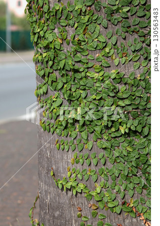 Stems and leaves of creeping green plant on palm tree trunk. Nature and background for design. Parasites among plants. 130563483
