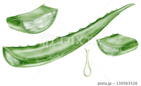 Aloe vera watercolor set. Green leaf of the plant on a white background. Clip art botanical. Ideal for packaging cosmetics, posters of cosmetic clinics. Botanical succulent aloe. 130563526