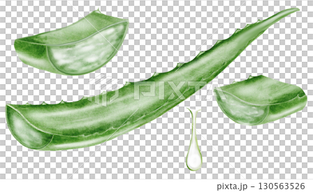 Aloe vera watercolor set. Green leaf of the plant on a white background. Clip art botanical. Ideal for packaging cosmetics, posters of cosmetic clinics. Botanical succulent aloe. 130563526