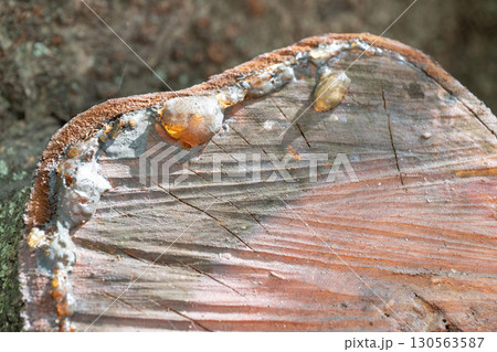 木の樹脂と切り株の質感 130563587