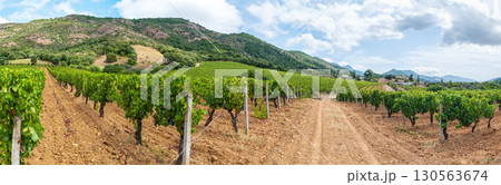Vineyard in a valley surrounded by hills and mountains. Agriculture. 130563674