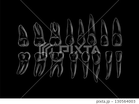 Types of human teeth black 130564003