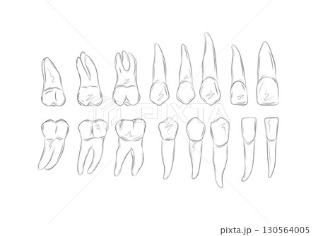 Types of human teeth 130564005
