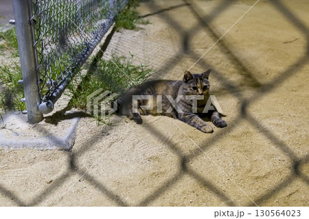 フェンス越しの野良猫 130564023