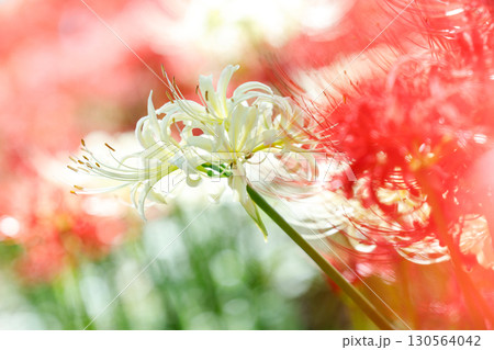 鮮やかに咲く赤い彼岸花（曼珠沙華）の花 130564042
