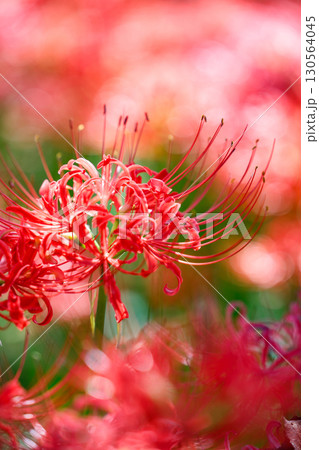 鮮やかに咲く赤い彼岸花(曼珠沙華)の花 鮮やかに咲く赤い彼岸花(曼珠沙華)の花 130564045