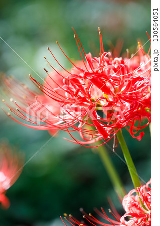 鮮やかに咲く赤い彼岸花(曼珠沙華)の花 鮮やかに咲く赤い彼岸花(曼珠沙華)の花 130564051