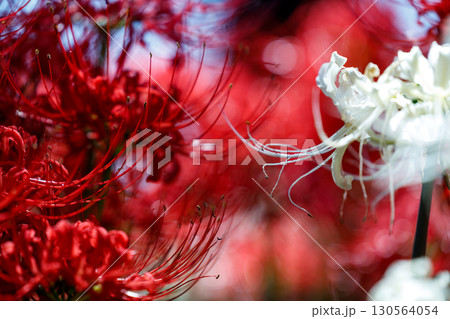 鮮やかに咲く赤い彼岸花(曼珠沙華)の花 鮮やかに咲く赤い彼岸花(曼珠沙華)の花 130564054
