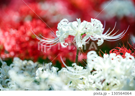 鮮やかに咲く赤い彼岸花(曼珠沙華)の花 鮮やかに咲く赤い彼岸花(曼珠沙華)の花 130564064