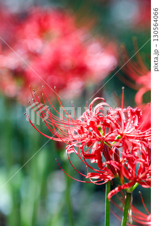 鮮やかに咲く赤い彼岸花（曼珠沙華）の花 130564066