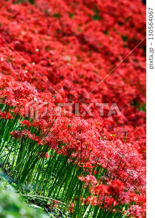 鮮やかに咲く赤い彼岸花（曼珠沙華）の花 130564067