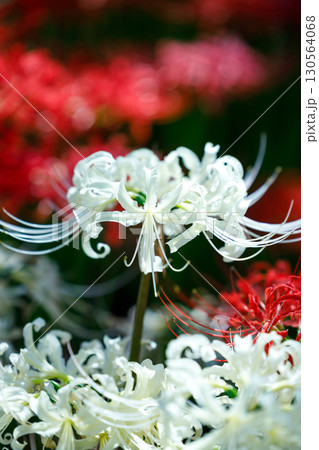 鮮やかに咲く赤い彼岸花（曼珠沙華）の花 130564068