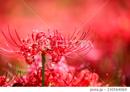 鮮やかに咲く赤い彼岸花（曼珠沙華）の花 130564069