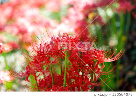 鮮やかに咲く赤い彼岸花（曼珠沙華）の花 130564075