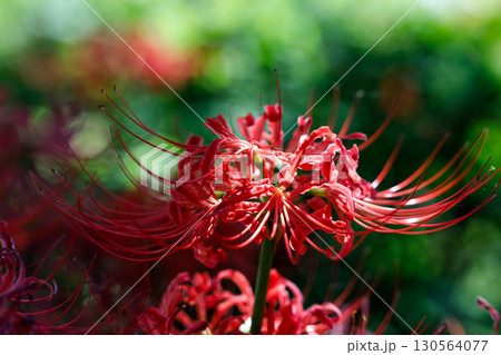 鮮やかに咲く赤い彼岸花(曼珠沙華)の花 鮮やかに咲く赤い彼岸花(曼珠沙華)の花 130564077