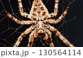 Macro close up spider on a web 130564114