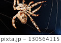 Macro close up spider on a web 130564115