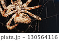 Macro close up spider on a web 130564116