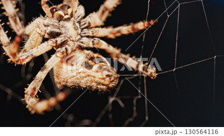 Macro close up spider on a web Macro close up spider on a web 130564116