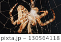Macro close up spider on a web 130564118