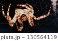 Macro close up spider on a web 130564119
