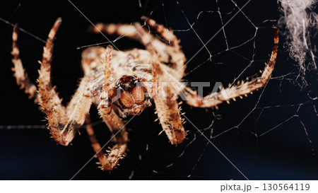 Macro close up spider on a web Macro close up spider on a web 130564119