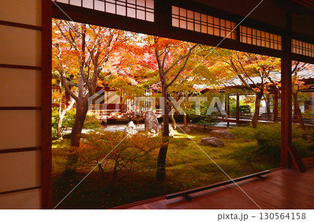 京都建仁寺　和室から眺める紅葉　京都の紅葉名所　日本庭園と紅葉の風景　京都最古の禅寺　京都観光名所 130564158
