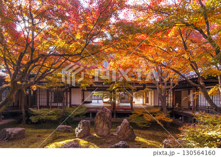 京都建仁寺　和室から眺める紅葉　京都の紅葉名所　日本庭園と紅葉の風景　京都最古の禅寺　京都観光名所 130564160