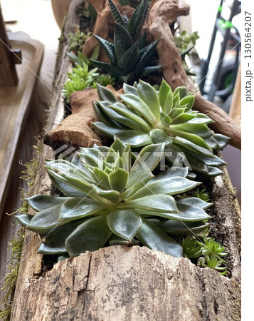 Succulent arrangement in wooden planter, top view showcasing natural textures and vibrant greens 130564207