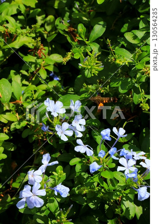 紫色の小さな花 紫色の小さな花 130564285