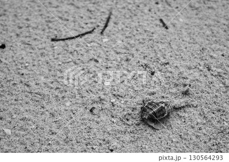 砂浜を歩くヤドカリのモノクロ写真 砂浜を歩くヤドカリのモノクロ写真 130564293