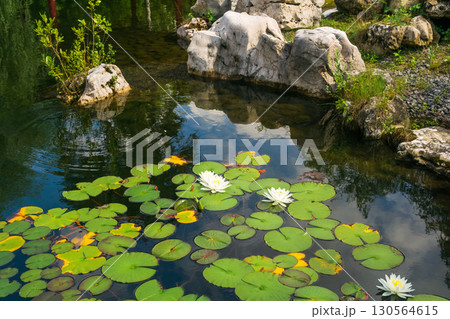 White water lily and leaves in a pond with green grass. White water lily and leaves in a pond with green grass. 130564615