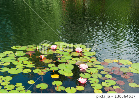 surface of water with pink water lilies surface of water with pink water lilies 130564617