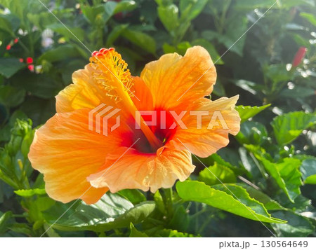 赤い花芯とオレンジ色の花びらが鮮やかなハイビスカスの花をクローズアップで撮影 赤い花芯とオレンジ色の花びらが鮮やかなハイビスカスの花をクローズアップで撮影 130564649