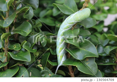 モチノキの葉を食べているスズメガの幼虫 モチノキの葉を食べているスズメガの幼虫 130564709