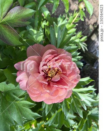 Close-up of Blooming Peony Flower「豪華で華やかな花姿が特徴のシャク Close-up of Blooming Peony Flower「豪華で華やかな花姿が特徴のシャク 130564825
