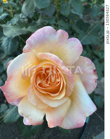 Ciose=up of a Buautifui Rose Ciose=up of a Buautifui Rose 130564827