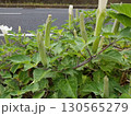 道端の白い花 130565279