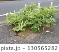 ケチョウセンアサガオ 130565282