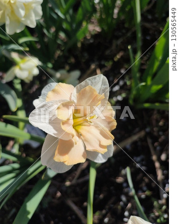 Narcissus Casanova. Blooming daffodil flower with white orange petals on green stem growing in black soil on sunny spring day. Selection breeding of flowers. Agricultural farming and gardening Narcissus Casanova. Blooming daffodil flower with white orange petals on green stem growing in black soil on sunny spring day. Selection breeding of flowers. Agricultural farming and gardening 130565449